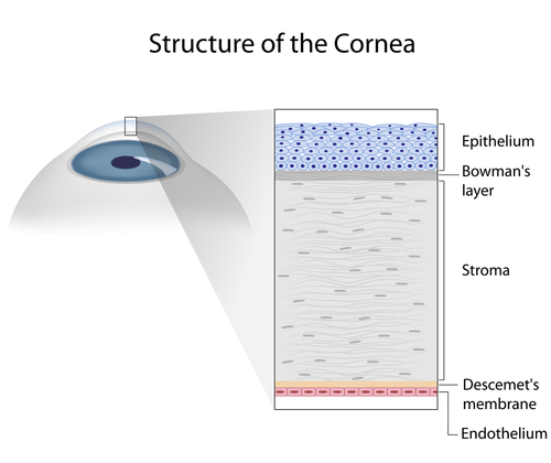 Corneal Layers