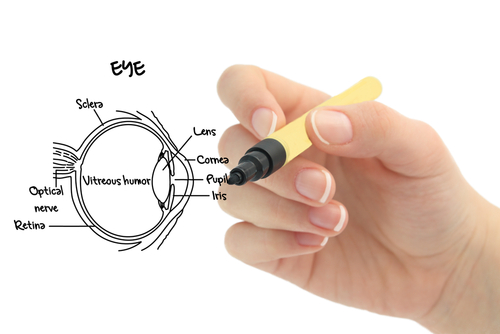 Eye Anatomy-Drawing