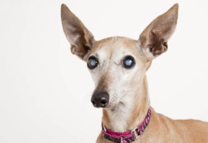 dog with cataracts