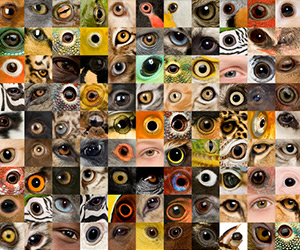 Photo of different pupils