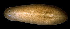 Planarian